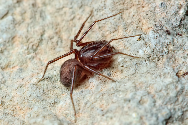 Scytodes velutina - Malta